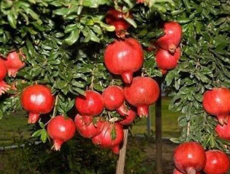 देशात मोठ्या प्रमाणात डाळिंबाचे उत्पादन (Pomegranate Production) होते. देशातील फक्त चार राज्यातच 95 टक्के डाळिंबाचे उत्पादन होते