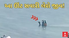 Dwarka Camel Ride | દ્વારકામાં જોખમી ગોમતી નદીની અંદર ઊંટની સવારી, ક્યારેક લેશે જીવ!
