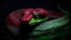 दुनिया का सबसे बड़ा सांप कौन सा है? मुंह से पूंछ के बीच में खड़ी हो जाएं कई गाड़ियां