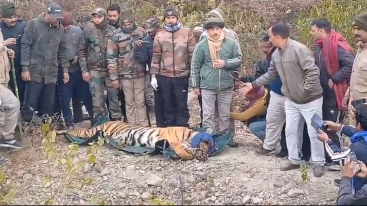 Uttarakhand Forest Department Caught Hunter Tiger who Attacked on a man to death in Chuka Village ANN Uttarakhand Tiger Attack: वन विभाग ने कसा शिकारी बाघ पर शिकंजा, चुकुम गांव में ली थी एक व्यक्ति की जान