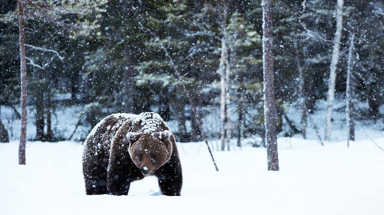 Know how a bear can sleep for a long time without eating or drinking? Bear: ਜਾਣੋ ਬਿਨਾਂ ਖਾਧੇ ਪੀਤੇ ਲੰਬੇ ਸਮੇਂ ਲਈ ਕਿਵੇਂ ਸੋਂ ਸਕਦਾ ਹੈ ਭਾਲੂ?