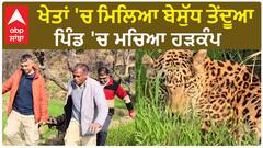 Leopard In Dharamshala | ਖੇਤਾਂ 'ਚ ਮਿਲਿਆ ਬੇਸੁੱਧ ਤੇਂਦੂਆ - ਪਿੰਡ 'ਚ ਮਚਿਆ ਹੜਕੰਪ