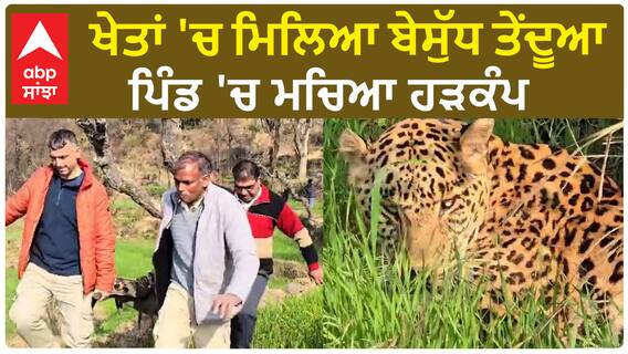 Leopard In Dharamshala | ਖੇਤਾਂ 'ਚ ਮਿਲਿਆ ਬੇਸੁੱਧ ਤੇਂਦੂਆ - ਪਿੰਡ 'ਚ ਮਚਿਆ ਹੜਕੰਪ