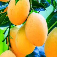 Mango Juice: ਅੰਬ ਖਾਣ ਨਾਲੋਂ ਜ਼ਿਆਦਾ ਫਾਇਦੇਮੰਦ ਹੈ ਅੰਬ ਦਾ ਜੂਸ