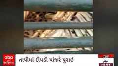 Tapi News : દાદરીયા ગામમાં દીપડીને પાંજરે પૂરવાની ફોરેસ્ટ વિભાગને મળી સફળતા