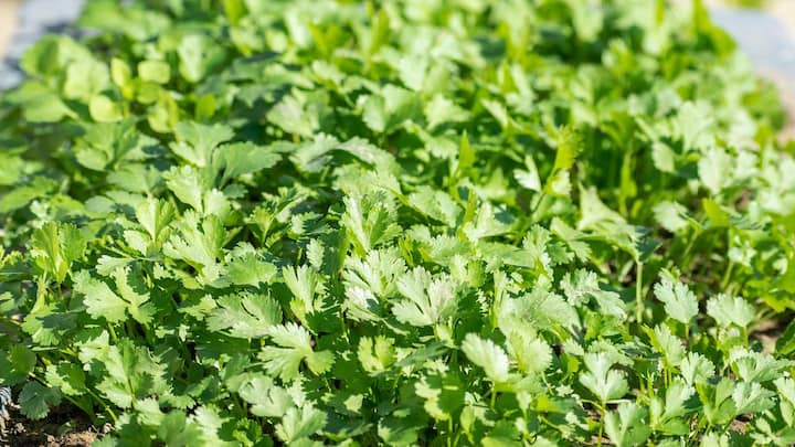 Coriander Health Benefits : कोथिंबीर डोळ्यांच्या आरोग्यासाठी फायदेशीर ; जाणून घ्या आरोग्यदायी फायदे