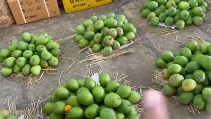 Record arrival of Alphonso mangoes in January Hapus mangoes from Konkan APMC in Navi Mumbai जानेवारीत हापूस आंब्याची विक्रमी आवक, कोकणातील हापूस आंबा नवी मुंबईतील एपीएमसीत दाखल