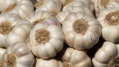 Garlic Benefits: সকালে খালি পেটে চিবিয়ে খান কাঁচা রসুন, এর উপকারিতা জানলে অবাক হবেন