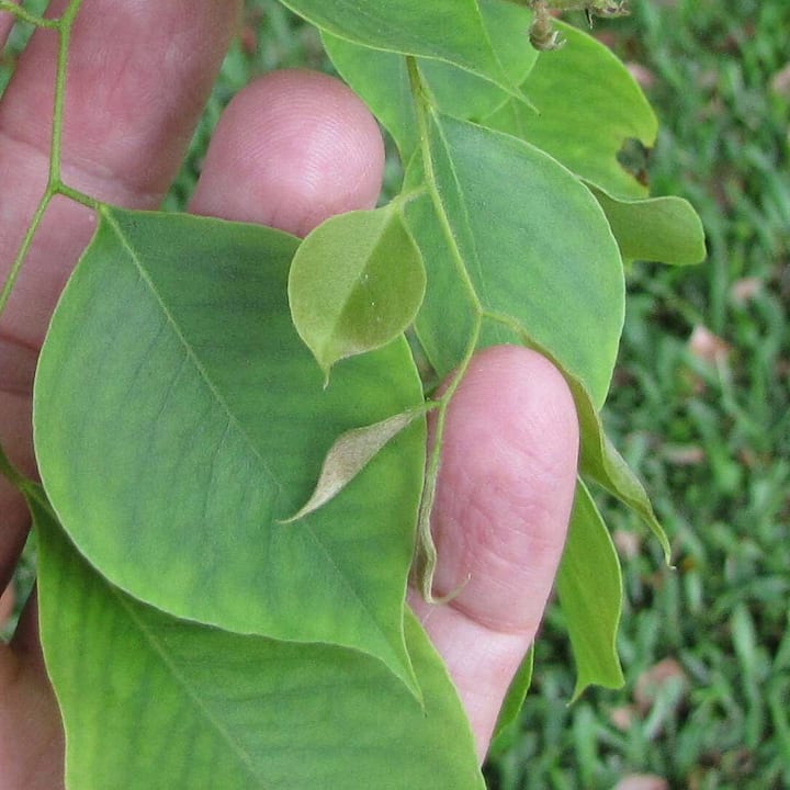 Sheesham Leaves- ਆਯੁਰਵੇਦ ਵਿੱਚ ਟਾਹਲੀ ਦੇ ਪੱਤਿਆਂ ਦਾ ਖਾਸ ਮਹੱਤਵ ਹੈ। ਇਸ ਦੇ ਪੱਤੇ ਖਾਣ ਨਾਲ ਔਰਤਾਂ ਨੂੰ ਫਾਇਦਾ ਹੁੰਦਾ ਹੈ। ਆਓ ਜਾਣਦੇ ਹਾਂ ਇਸ ਨਾਲ ਹੋਣ ਵਾਲੇ ਫਾਇਦੇ