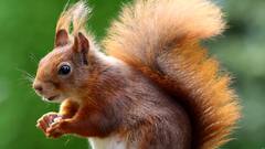 शेर से लेकर गिलहरी तक... हर जानवर की क्यों होती है पूंछ? क्या कहता है विज्ञान