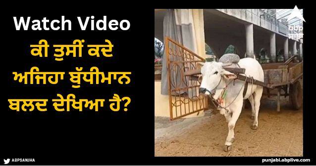 Anand Mahindra shares a video of a hardworking and honest bull Viral Video: ਕੀ ਤੁਸੀਂ ਕਦੇ ਅਜਿਹਾ ਬੁੱਧੀਮਾਨ ਬਲਦ ਦੇਖਿਆ ਹੈ? ਉਹ ਆਪ ਹੀ ਕਰਦਾ ਸਾਰਾ ਕੰਮ, ਆਨੰਦ ਮਹਿੰਦਰਾ ਵੀ ਹੋ ਗਏ ਫੈਨ