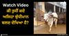 Viral Video: ਕੀ ਤੁਸੀਂ ਕਦੇ ਅਜਿਹਾ ਬੁੱਧੀਮਾਨ ਬਲਦ ਦੇਖਿਆ ਹੈ? ਉਹ ਆਪ ਹੀ ਕਰਦਾ ਸਾਰਾ ਕੰਮ, ਆਨੰਦ ਮਹਿੰਦਰਾ ਵੀ ਹੋ ਗਏ ਫੈਨ