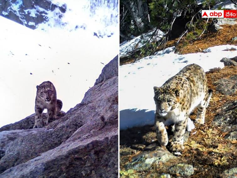 First ever scientific exercise found 718 snow leopards in India Snow Leopards: భారత్‌లో భారీగా మంచు చిరుతలు, తొలిసారిగా సైంటిఫిక్ సర్వే- ఎక్కడెక్కడ ఉన్నాయంటే!