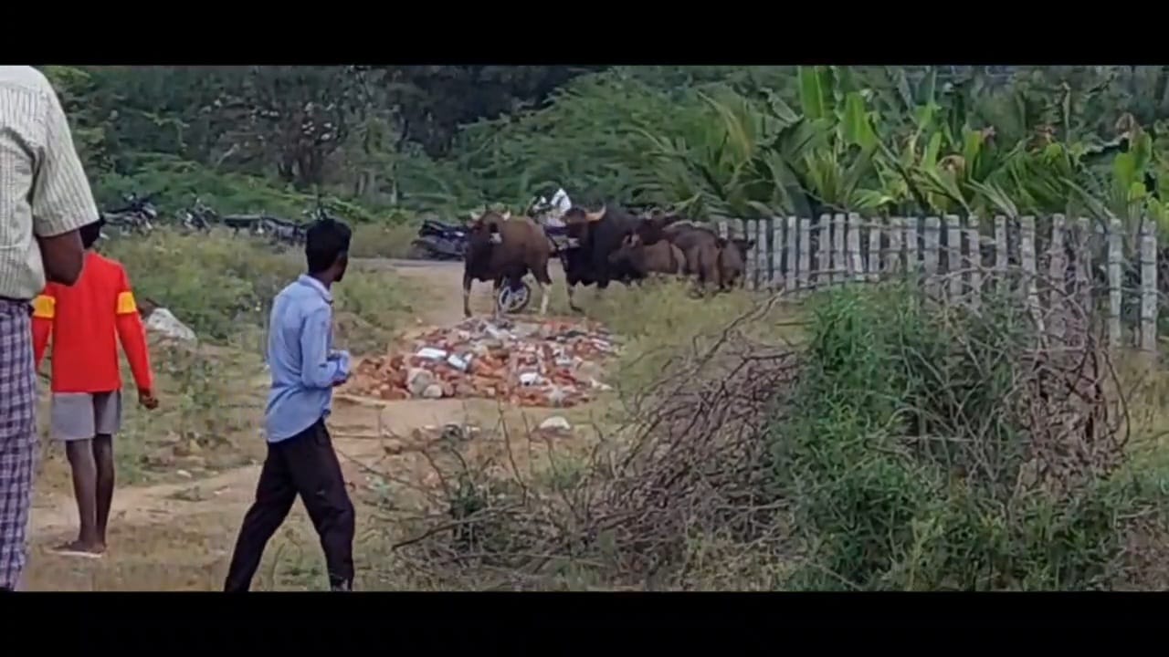 உணவு தேடி கிராமத்திற்குள் நுழைந்த  காட்டெருமைகள் - பொதுமக்கள் அச்சம்