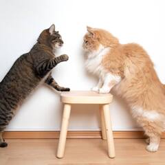 Lifestyle: ਬਿੱਲੀ ਦਾ ਘਰ ਵਿੱਚ ਆਉਣਾ ਦਿੰਦਾ ਹੈ ਆਹ ਸੰਕੇਤ