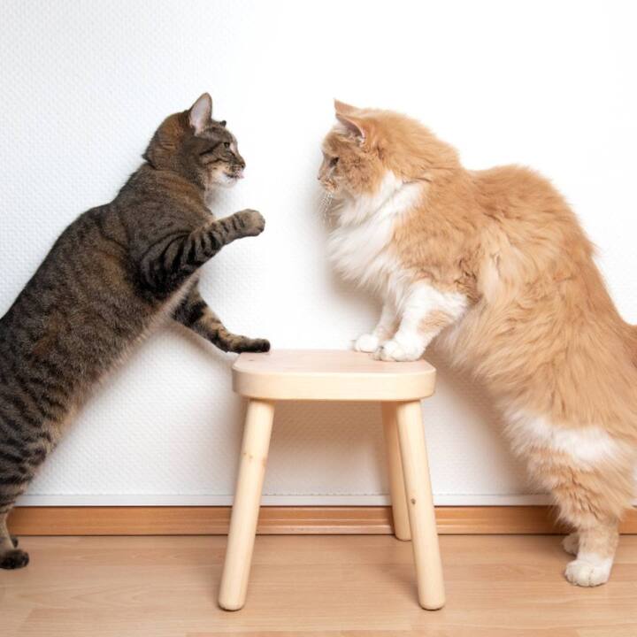 ਜੇਕਰ ਤੁਹਾਡੇ ਘਰ ਵਿੱਚ ਕਈ ਬਿੱਲੀਆਂ ਆਪਸ ਵਿੱਚ ਲੜ ਰਹੀਆਂ ਹਨ ਤਾਂ ਇਹ ਵੀ ਚੰਗਾ ਨਹੀਂ ਮੰਨਿਆ ਜਾਂਦਾ ਹੈ। ਇਹ ਪਰਿਵਾਰਕ ਰਿਸ਼ਤਿਆਂ ਵਿੱਚ ਮਤਭੇਦ ਦੀ ਨਿਸ਼ਾਨੀ ਹੈ।