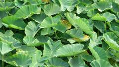 Colocasia or Taro Leaves: ক্যানসারের ঝুঁকি কমবে একধাক্কায় ! এই শাকের ঠেলায় দূর হবে ১০ রোগ