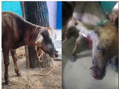 Leopard entered in VK puram Thirunelveli People safeguarded cattle TNN ஊருக்குள் புகுந்த சிறுத்தை.. கன்றுக்குட்டி சத்தம் கேட்டு வந்து சிறுத்தையை விரட்டியடித்த மக்கள்