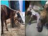 ஊருக்குள் புகுந்த சிறுத்தை.. கன்றுக்குட்டி சத்தம் கேட்டு வந்து சிறுத்தையை விரட்டியடித்த மக்கள்