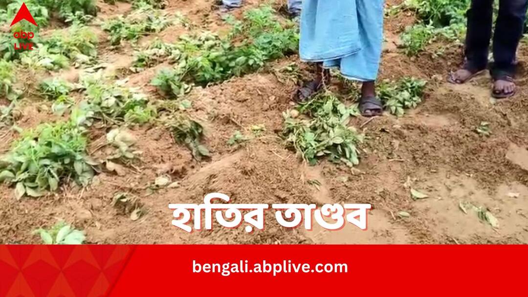 Elephant Attack: হাতির তাণ্ডবে নষ্ট বিঘের পর বিঘে জমির আলু, কৃষকদের নিশানায় বন দফতর, আত্মহত্যার হুঁশিয়ারি Bankura Elephants tramples potatoes in Field locals blame forest department Elephant Attack: হাতির তাণ্ডবে নষ্ট বিঘের পর বিঘে জমির আলু, কৃষকদের নিশানায় বন দফতর, আত্মহত্যার হুঁশিয়ারি