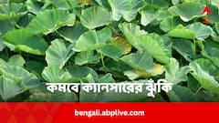 Colocasia or Taro Leaves: ক্যানসারের ঝুঁকি কমবে একধাক্কায় ! এই শাকের ঠেলায় দূর হবে ১০ রোগ