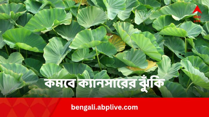 Colocasia or Taro Leaves Benefits: ক্যানসারের ঝুঁকি অনেকটাই কমায় কচুর শাক। সঙ্গে আরও দশ রোগের নাম ভুলিয়ে দিতে জানে।