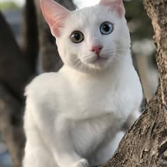 Lifestyle: ਬਿੱਲੀ ਦਾ ਘਰ ਵਿੱਚ ਆਉਣਾ ਦਿੰਦਾ ਹੈ ਆਹ ਸੰਕੇਤ