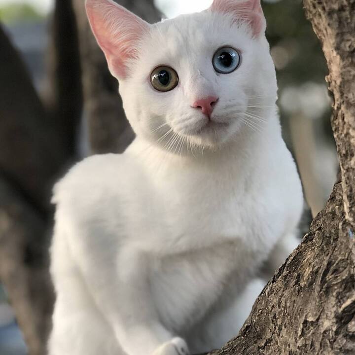 ਜੇਕਰ ਤੁਹਾਡੇ ਘਰ ਅਚਾਨਕ ਚਿੱਟੀ ਬਿੱਲੀ ਆ ਜਾਵੇ ਤਾਂ ਇਹ ਬਹੁਤ ਸ਼ੁਭ ਮੰਨਿਆ ਜਾਂਦਾ ਹੈ। ਚਿੱਟੀ ਬਿੱਲੀ ਨੂੰ ਸ਼ੁਭ ਦਾ ਪ੍ਰਤੀਕ ਮੰਨਿਆ ਜਾਂਦਾ ਹੈ। ਮੰਨਿਆ ਜਾਂਦਾ ਹੈ ਕਿ ਚਿੱਟੀ ਬਿੱਲੀ ਆਪਣੇ ਨਾਲ ਸ਼ੁਭ ਸੰਦੇਸ਼ ਲੈ ਕੇ ਆਉਂਦੀ ਹੈ।