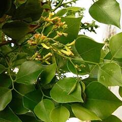 Sheesham Leaves: ਔਰਤਾਂ ਲਈ ਬੇਹੱਦ ਲਾਹੇਵੰਦ ਹਨ ਟਾਹਲੀ ਦੇ ਪੱਤੇ