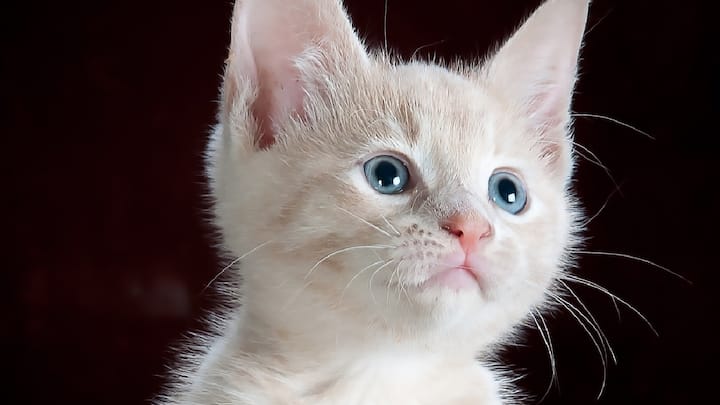 Shakun Apshakun: मांजरीचे रडणं अशुभ असते का? जाणून घ्या सविस्तर