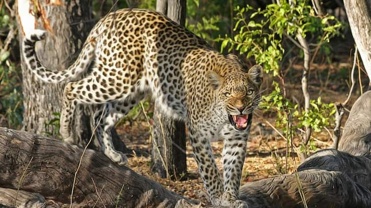 Pune male leopards escaped at Rajiv Gandhi Zoological Park Katraj Mismanagement of administration maharashtra news  Pune : लोखंडी गज वाकवले, पिंजरा तोडला, कात्रजमधील प्राणीसंग्रहालयातील नर बिबट्या पसार; प्रशासनाचा गलथान कारभार