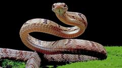 सांप के जहर का इंटरनेशनल मार्केट, जानिए कैसे तस्कर कमाते हैं एक डील में करोड़ों रुपये