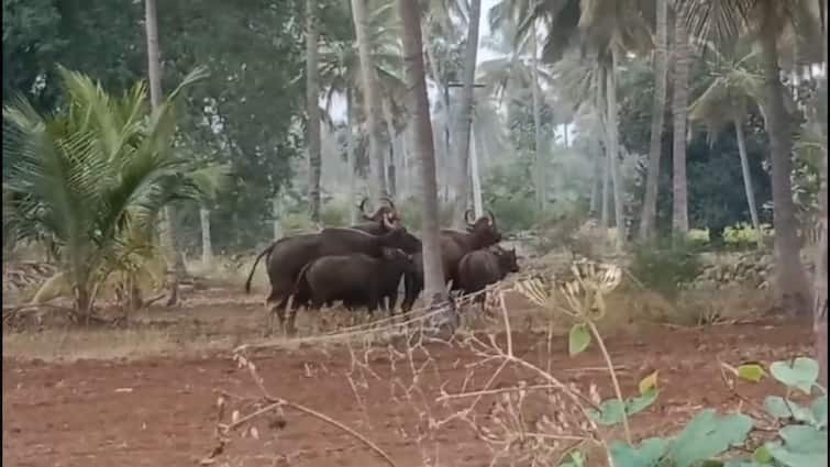 Dharmapuri news buffaloes entered the village in search of food and water near pappireddipatti- TNN உணவு தேடி கிராமத்திற்குள் நுழைந்த  காட்டெருமைகள் - பொதுமக்கள் அச்சம்