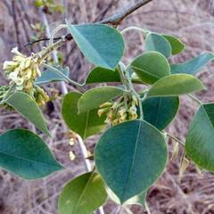 Sheesham Leaves: ਔਰਤਾਂ ਲਈ ਬੇਹੱਦ ਲਾਹੇਵੰਦ ਹਨ ਟਾਹਲੀ ਦੇ ਪੱਤੇ