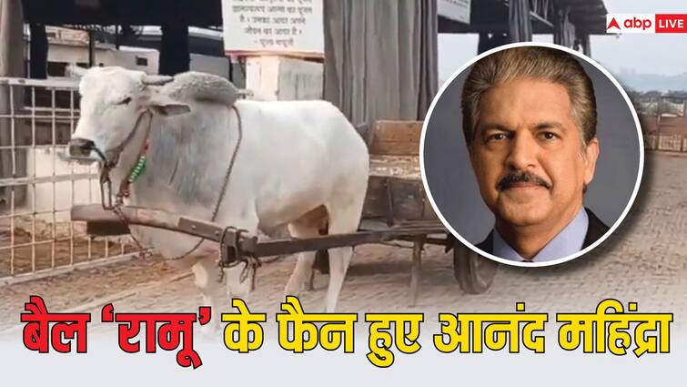 Business Tycoon Anand Mahindra shared a video of hardworking bull motivational quote on life positive Video: 'रामू' बैल के फैन हुए आनंद महिंद्रा, वीडियो शेयर कर ‘Life-Positive’ के बारे में कही ये बात