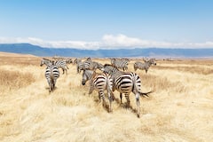 International Zebra Day 2024: 7 Interesting Facts About The Animal