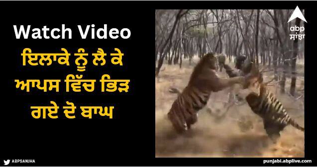 fight of two tigers scary and unbelievable video viral Viral Video: ਇਲਾਕੇ ਨੂੰ ਲੈ ਕੇ ਆਪਸ ਵਿੱਚ ਭਿੜ ਗਏ ਦੋ ਬਾਘ, ਦਹਾੜ ਸੁਣ ਕੇ ਡਰ ਨਾਲ ਕੰਬ ਜਾਵੇਗਾ ਰੂਹ