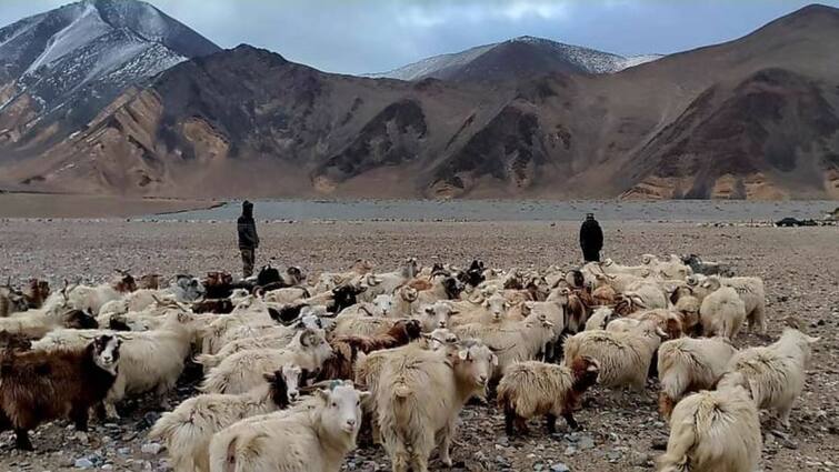 shepherds in ladakh confront chinese soldiers who tried to stop sheep grazing చైనా సైనికుల్ని ఎదిరించిన గొర్రెల కాపరులు, సరిహద్దులో అలజడి - వీడియో వైరల్