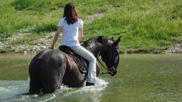 Why horses don't drink dirty water, know the reason behind it घोड़े क्यों नहीं पीते हैं गंदा पानी, जानिए इसके पीछे की वजह 