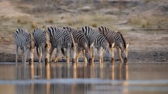 International Zebra Day 2024: 7 Interesting Facts About The Animal