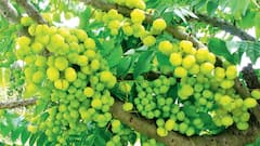 வீட்டில் நெல்லிக்காய் மரம் வளர்த்தால் பலன்கள் உண்டா? ஜோதிடம் சொல்வது என்ன?