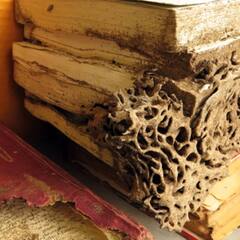 Termites: ਬਰਸਾਤ ਦੇ ਮੌਸਮ 'ਚ ਆਪਣਾ ਲੱਕੜ ਦਾ ਸਮਾਨ ਇੰਝ ਬਚਾਉ ਸਿਉਂਕ ਤੋਂ