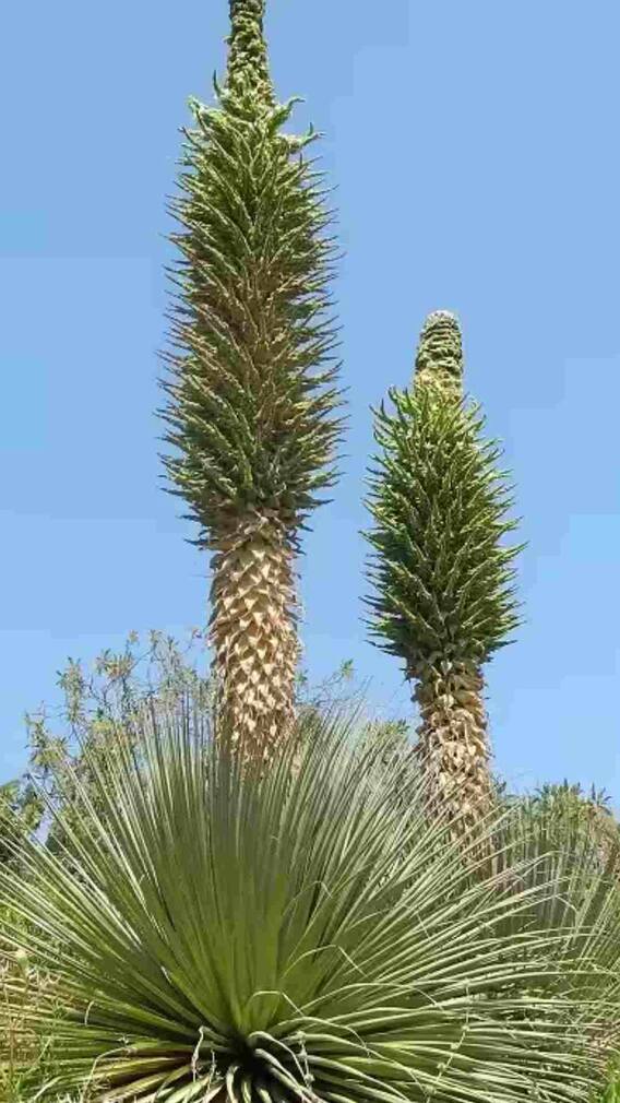 तु्म्हाला माहितीये का ? या वनस्पतीला 100 वर्षातून एकदाच फुले येतात