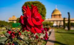 Amrit Udyan Tickets: आम लोगों के लिए खुल रहा अमृत उद्यान, ऐसे ऑनलाइन बुक करें टिकट