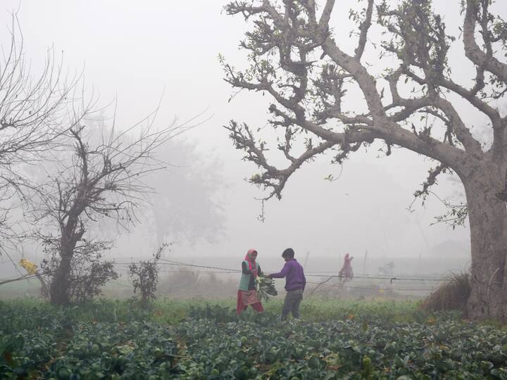 Farmers pluck vegetables at a farm on a cold and foggy winter morning, in New Delhi. (Photo: PTI)