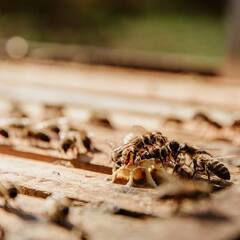 Termites: ਬਰਸਾਤ ਦੇ ਮੌਸਮ 'ਚ ਆਪਣਾ ਲੱਕੜ ਦਾ ਸਮਾਨ ਇੰਝ ਬਚਾਉ ਸਿਉਂਕ ਤੋਂ