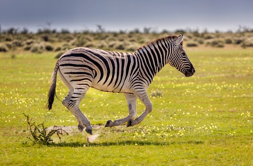 International Zebra Day 2024 Interesting Facts About Zebras That Are   Fe77fe67dd51d0c46a1456bd6c8536b807246 