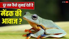 मेंढक में ऐसा क्या होता है खास, जो एक किलोमीटर दूर तक सुनाई देती है उसकी आवाज