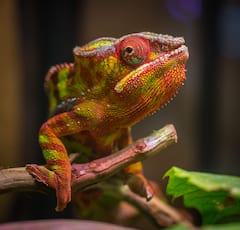 कैसे देखते ही देखते अपनेे शरीर का रंग बदल लेता है गिरगिट, उसके शरीर में क्या होता है खास?