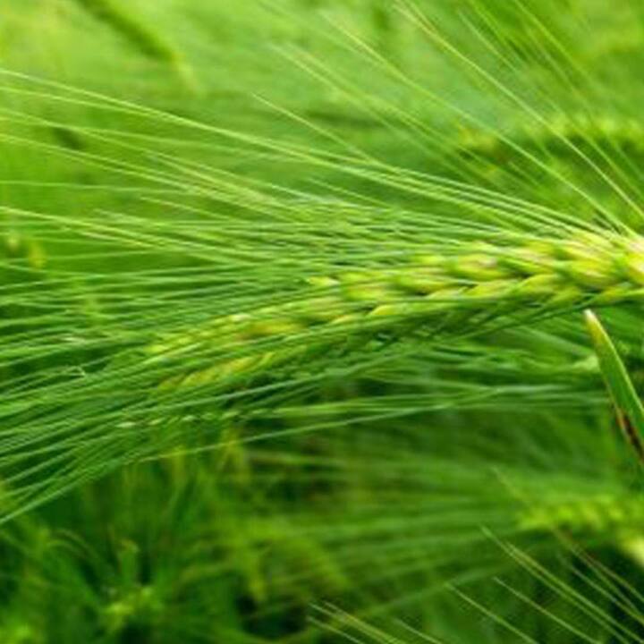 the-benefits-of-drinking-barley-grass-juice-are-the-only-benefits